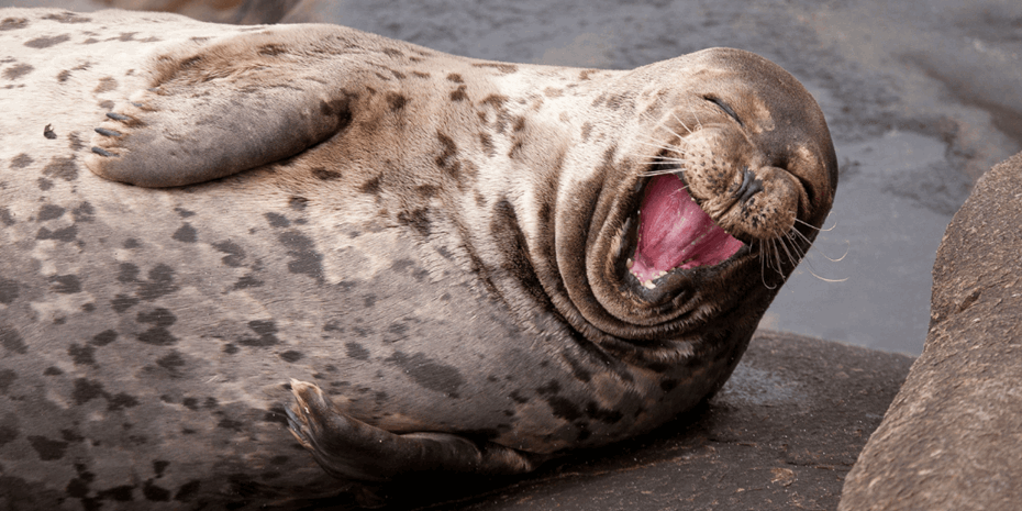 Large seal that appears to be laughing