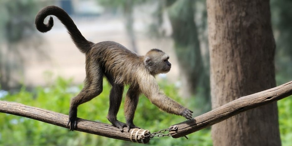 Monkey walking across a stick