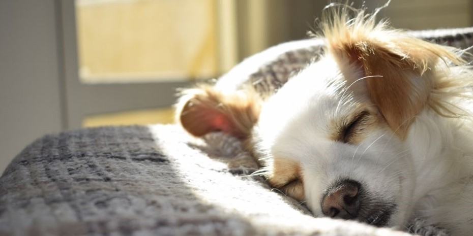 Close up of small dog with eyes closed sleeping in sun