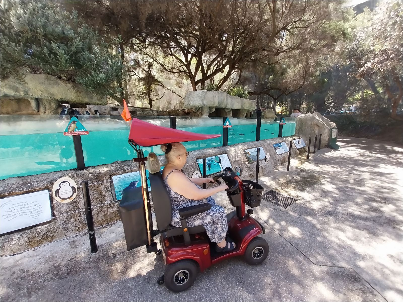 Home care client Susan visits Perth Zoo thanks to Life's Possibilities_whizzing past penguin enclosure on her mobility scooter