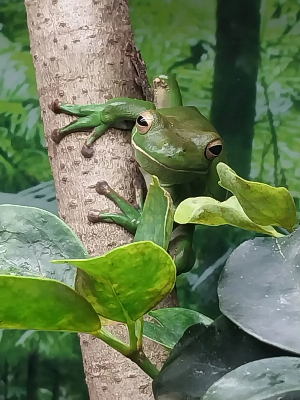 Home care client Susan visits Perth Zoo thanks to Life's Possibilities_frog at the zoo