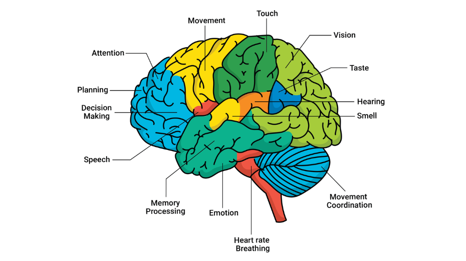 My TBI Graphics Brain Structure